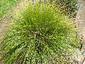 Breeze Mat-Rush / Lomandra longifolia 